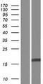 C5orf49 Protein - Western validation with an anti-DDK antibody * L: Control HEK293 lysate R: Over-expression lysate