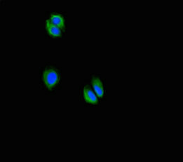 C5orf51 Antibody - Immunofluorescent analysis of HepG2 cells using C5orf51 Antibody at dilution of 1:100 and Alexa Fluor 488-congugated AffiniPure Goat Anti-Rabbit IgG(H+L)