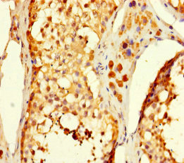 C5orf51 Antibody - Immunohistochemistry of paraffin-embedded human testis tissue using C5orf51 Antibody at dilution of 1:100