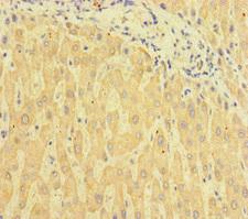 C6orf10 Antibody - Immunohistochemistry of paraffin-embedded human liver tissue at dilution of 1:100