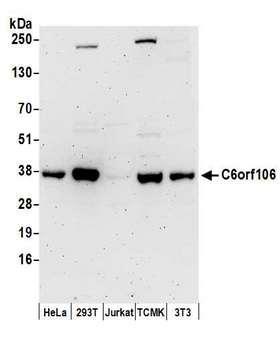C6orf106 Antibody - Detection of human and mouse C6orf106 by western blot. Samples: Whole cell lysate (50 µg) from HeLa, HEK293T, Jurkat, mouse TCMK-1, and mouse NIH 3T3 cells prepared using NETN lysis buffer. Antibodies: Affinity purified rabbit anti-C6orf106 antibody used for WB at 0.4 µg/ml. Detection: Chemiluminescence with an exposure time of 3 minutes.