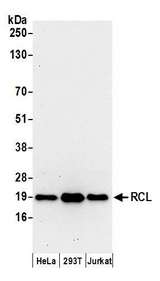 C6orf108 Antibody - Detection of human RCL by western blot. Samples: Whole cell lysate (50 µg) from HeLa, HEK293T, and Jurkat cells prepared using NETN lysis buffer. Antibodies: Affinity purified rabbit anti-RCL antibody used for WB at 0.1 µg/ml. Detection: Chemiluminescence with an exposure time of 30 seconds.