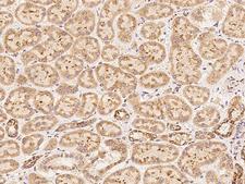 C6orf136 Antibody - Immunochemical staining of human C6orf136 in human kidney with rabbit polyclonal antibody at 1:500 dilution, formalin-fixed paraffin embedded sections.