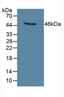 C6orf150 / MB21D1 Antibody - Western Blot; Sample: Human THP-1 Cells.
