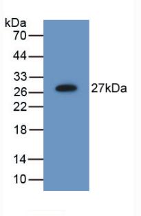 C6orf150 / MB21D1 Antibody - Western Blot; Sample: Recombinant MB21D1, Mouse.