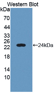 C6orf150 / MB21D1 Antibody - Western blot of C6orf150 / MB21D1 antibody.
