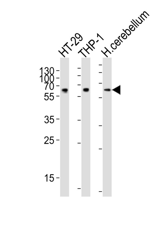 C6orf150 / MB21D1 Antibody - Western blot of lysates from HT-29, THP-1 cell line, human cerebellum tissue lysate (from left to right), using CF150 Antibody. Antibody was diluted at 1:1000 at each lane. A goat anti-rabbit IgG H&L (HRP) at 1:10000 dilution was used as the secondary antibody. Lysates at 20ug per lane.