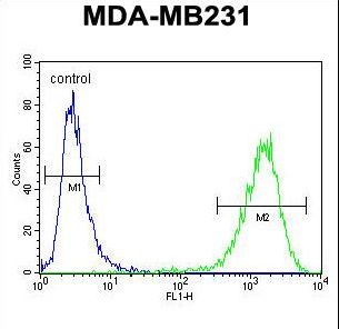 C6orf150 / MB21D1 Antibody - CF150 Antibody flow cytometry of MDA-MB231 cells (right histogram) compared to a negative control cell (left histogram). FITC-conjugated goat-anti-rabbit secondary antibodies were used for the analysis.