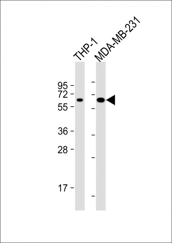 C6orf150 / MB21D1 Antibody - All lanes: Anti-MB21D1 Antibody at 1:4000 dilution Lane 1: THP-1 whole cell lysate Lane 2: MDA-MB-231 whole cell lysate Lysates/proteins at 20 µg per lane. Secondary Goat Anti-mouse IgG, (H+L), Peroxidase conjugated at 1/10000 dilution. Predicted band size: 59kDa Blocking/Dilution buffer: 5% NFDM/TBST.