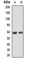 C6orf150 / MB21D1 Antibody