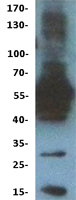 C6orf150 / MB21D1 Protein - Western validation with an anti-DDK antibody * L: Control HEK293 lysate R: Over-expression lysate