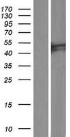 C6orf168 Protein - Western validation with an anti-DDK antibody * L: Control HEK293 lysate R: Over-expression lysate