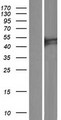 C6orf168 Protein - Western validation with an anti-DDK antibody * L: Control HEK293 lysate R: Over-expression lysate