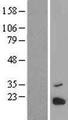 C6orf203 Protein - Western validation with an anti-DDK antibody * L: Control HEK293 lysate R: Over-expression lysate