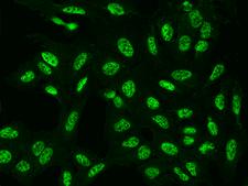 C6orf226 Antibody - Immunofluorescence staining of C6orf226 in U2OS cells. Cells were fixed with 4% PFA, permeabilzed with 0.1% Triton X-100 in PBS, blocked with 10% serum, and incubated with rabbit anti-Human C6orf226 polyclonal antibody (dilution ratio 1:200) at 4°C overnight. Then cells were stained with the Alexa Fluor 488-conjugated Goat Anti-rabbit IgG secondary antibody (green). Positive staining was localized to Nucleus.