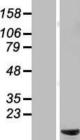 C6orf226 Protein - Western validation with an anti-DDK antibody * L: Control HEK293 lysate R: Over-expression lysate