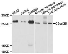 C6orf25 Antibody - Western blot analysis of extracts of various cell lines, using C6orf25 antibody at 1:1000 dilution. The secondary antibody used was an HRP Goat Anti-Rabbit IgG (H+L) at 1:10000 dilution. Lysates were loaded 25ug per lane and 3% nonfat dry milk in TBST was used for blocking. An ECL Kit was used for detection and the exposure time was 30s.