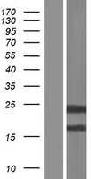 C6orf25 Protein - Western validation with an anti-DDK antibody * L: Control HEK293 lysate R: Over-expression lysate