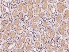 C6orf62 Antibody - Immunochemical staining of human C6orf62 in human kidney with rabbit polyclonal antibody at 1:100 dilution, formalin-fixed paraffin embedded sections.