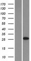 C6orf62 Protein - Western validation with an anti-DDK antibody * L: Control HEK293 lysate R: Over-expression lysate