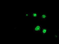 C6orf64 Antibody - Anti-C6orf64 mouse monoclonal antibody immunofluorescent staining of COS7 cells transiently transfected by pCMV6-ENTRY C6orf64.