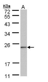 C6orf66 Antibody - Sample (30 ug of whole cell lysate). A:293T. 12% SDS PAGE. C6orf66 antibody diluted at 1:1000