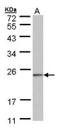 C6orf66 Antibody - Sample (30 ug of whole cell lysate). A:293T. 12% SDS PAGE. C6orf66 antibody diluted at 1:1000