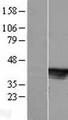 C6orf81 Protein - Western validation with an anti-DDK antibody * L: Control HEK293 lysate R: Over-expression lysate
