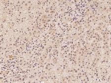 C7orf25 Antibody - Immunochemical staining of human C7orf25 in human adrenal gland with rabbit polyclonal antibody at 1:100 dilution, formalin-fixed paraffin embedded sections.
