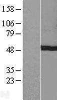 C7orf25 Protein - Western validation with an anti-DDK antibody * L: Control HEK293 lysate R: Over-expression lysate