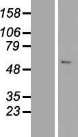 C7orf26 Protein - Western validation with an anti-DDK antibody * L: Control HEK293 lysate R: Over-expression lysate