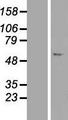C7orf26 Protein - Western validation with an anti-DDK antibody * L: Control HEK293 lysate R: Over-expression lysate