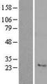 C7orf33 Protein - Western validation with an anti-DDK antibody * L: Control HEK293 lysate R: Over-expression lysate
