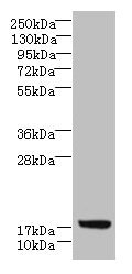 C7orf34 Antibody - Western blot All lanes: C7orf34 antibody at 3.5µg/ml + K562 whole cell lysate Secondary Goat polyclonal to rabbit IgG at 1/10000 dilution Predicted band size: 14, 5 kDa Observed band size: 14 kDa