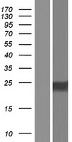 C7orf46 Protein - Western validation with an anti-DDK antibody * L: Control HEK293 lysate R: Over-expression lysate