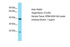 C7orf50 Antibody -  This image was taken for the unconjugated form of this product. Other forms have not been tested.