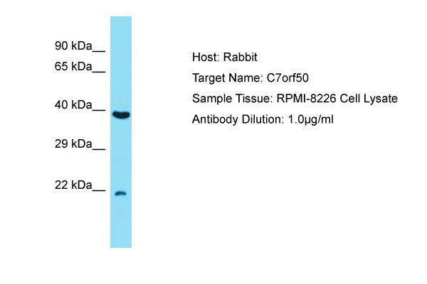 C7orf50 Antibody -  This image was taken for the unconjugated form of this product. Other forms have not been tested.