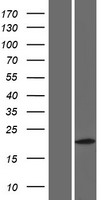 C7orf71 Protein - Western validation with an anti-DDK antibody * L: Control HEK293 lysate R: Over-expression lysate