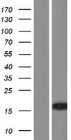 C8orf31 Protein - Western validation with an anti-DDK antibody * L: Control HEK293 lysate R: Over-expression lysate