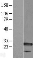 C8orf33 Protein - Western validation with an anti-DDK antibody * L: Control HEK293 lysate R: Over-expression lysate