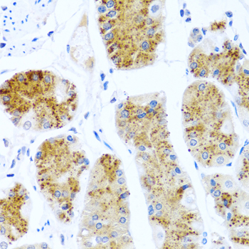 C8orf4 Antibody - Immunohistochemistry of paraffin-embedded human stomach tissue.
