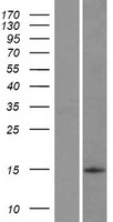 C8orf4 Protein - Western validation with an anti-DDK antibody * L: Control HEK293 lysate R: Over-expression lysate
