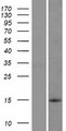 C8orf4 Protein - Western validation with an anti-DDK antibody * L: Control HEK293 lysate R: Over-expression lysate