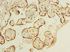 C8orf48 Antibody - Immunohistochemistry of paraffin-embedded human placenta tissue using antibody at dilution of 1:100.