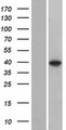 C8orf58 Protein - Western validation with an anti-DDK antibody * L: Control HEK293 lysate R: Over-expression lysate