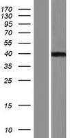 C8orf58 Protein - Western validation with an anti-DDK antibody * L: Control HEK293 lysate R: Over-expression lysate