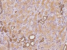 C9orf100 Antibody - Immunochemical staining of human ARHGEF39 in human kidney with rabbit polyclonal antibody at 1:100 dilution, formalin-fixed paraffin embedded sections.