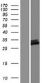 C9orf135 Protein - Western validation with an anti-DDK antibody * L: Control HEK293 lysate R: Over-expression lysate