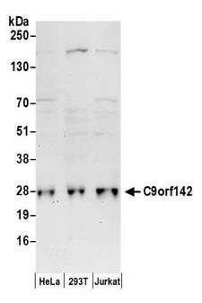 C9orf142 Antibody - Detection of human C9orf142 by western blot. Samples: Whole cell lysate (50 µg) from HeLa, HEK293T, and Jurkat cells prepared using NETN lysis buffer. Antibody: Affinity purified rabbit anti-C9orf142 antibody used for WB at 0.4 µg/ml. Detection: Chemiluminescence with an exposure time of 30 seconds.