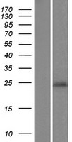 C9orf150 Protein - Western validation with an anti-DDK antibody * L: Control HEK293 lysate R: Over-expression lysate